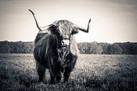 Highlander écossais