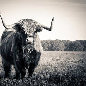 Scottish Highlander by Amber Koehoorn