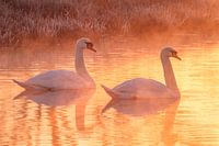 swans in a golden sunrise