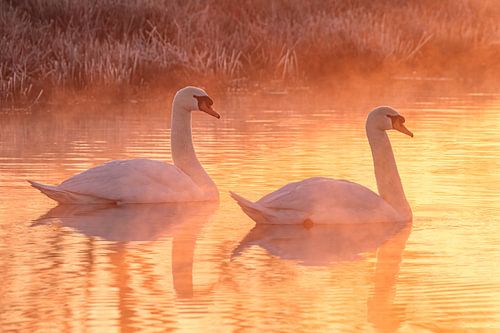 des cygnes dans un lever de soleil doré