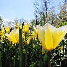 Gele tulpen in de zon von Cristel Veefkind-Gous