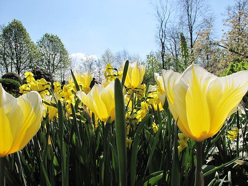 Gele tulpen in de zon
