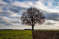 Arbre solitaire
