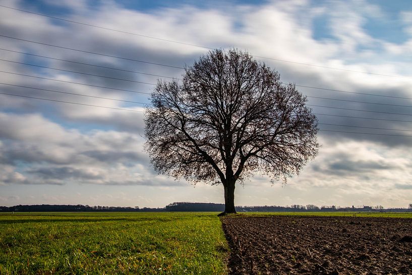 Einsamer Baum von Charelle Roeda