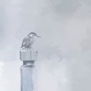 Eisvogel