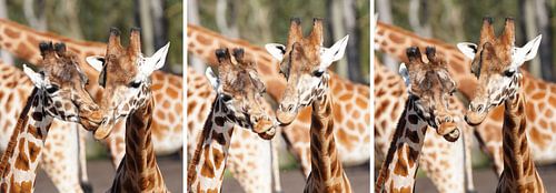 Triptychon zweier humorverliebter Giraffen