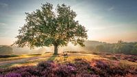 Stralende zon achter een boom op de paarse Mookerheide van Michel Seelen thumbnail