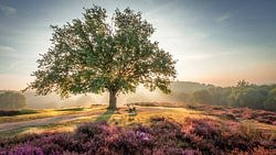 Stralende zon achter een boom op de paarse Mookerheide