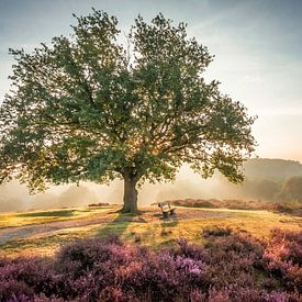 Strahlende Sonne hinter einem Baum auf der violetten Mookerheide von Michel Seelen