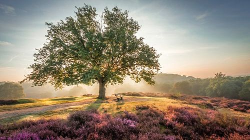 Soleil radieux derrière un arbre avecbruyère pourpre