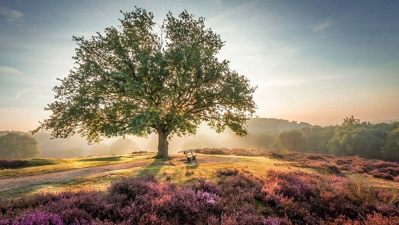 Soleil radieux derrière un arbre avecbruyère pourpre par Michel Seelen
