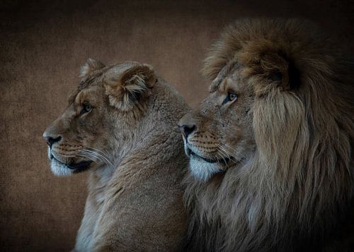Lions : portrait d'un lion et d'une lionne dans des tons bruns