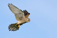 Turmfalke (Falco tinnunculus) rüttelt am blauen Himmel von wunderbare Erde Miniaturansicht