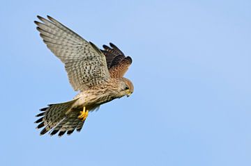 Le faucon crécerelle (Falco tinnunculus) secoue le ciel bleu sur wunderbare Erde