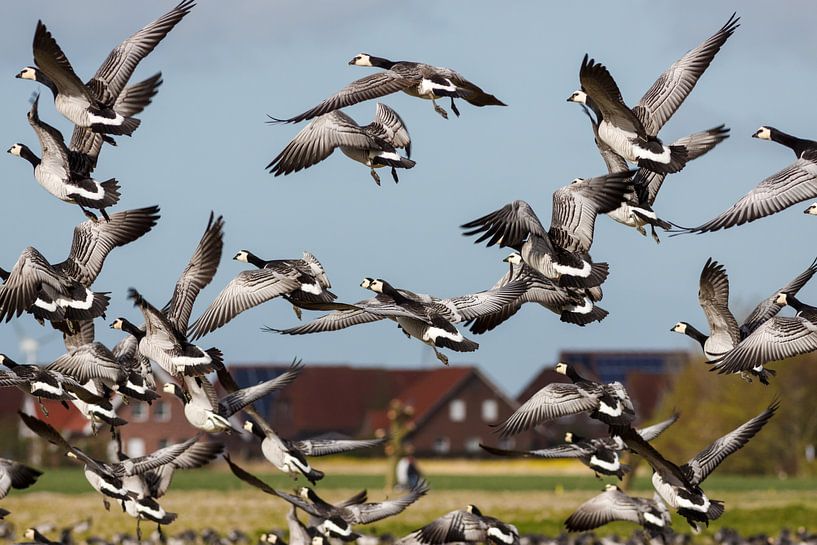 Wildgänse im Flug von Rolf Pötsch