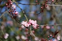 Bloesemknopjes