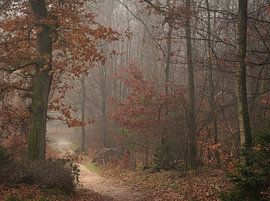 Het Bergherbos op een winterse ochtend. van René Jonkhout