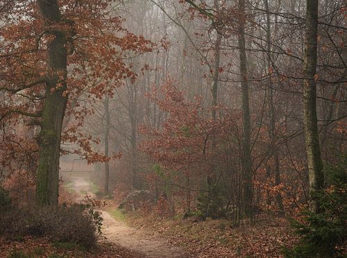 Het Bergherbos op een winterse ochtend.