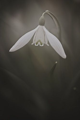 Snowdrop in soft light