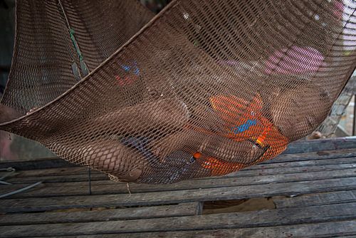 ANGKOR WAT, CAMBODIA, DECEMBER 6 2015 - Little boy in hammock on veranda of his house near Angkor 