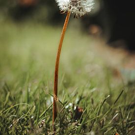 "Quick make a wish!" by Isa Reininga - Isar.photography