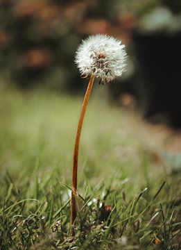 "Quick make a wish!" by Isa Reininga - Isar.photography