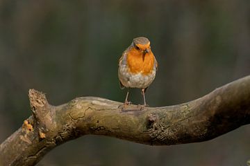 Robin on a branch.