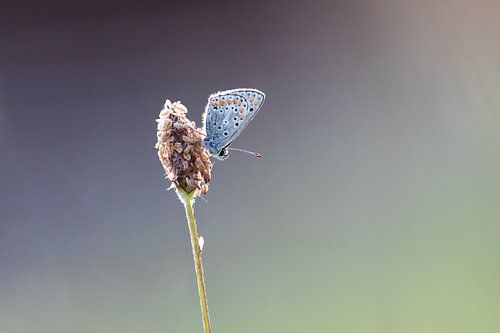 Ikarus blau von Janny Beimers