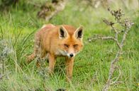 Fuchs mit feurigen Augen von Ans Bastiaanssen Miniaturansicht