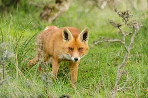 Fuchs mit feurigen Augen