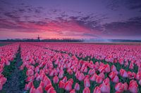 Zonsopkomst over de tulpenvelden