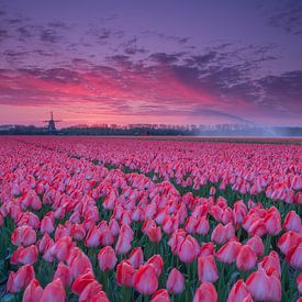 Sonnenaufgang über den Tulpenfeldern von Willeke Bijker