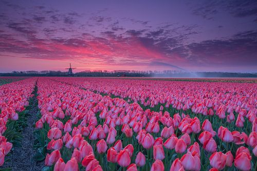 Sunrise over the tulip fields