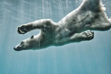 Carry on, IJsbeer onderwater in lichtblauwe tinten van Corné Snijders