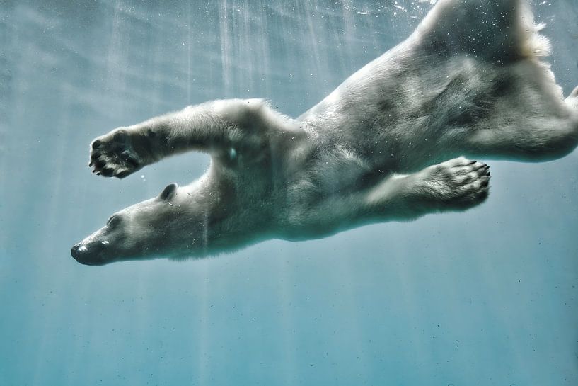 Carry on Polar bear on light blue par Corné Snijders