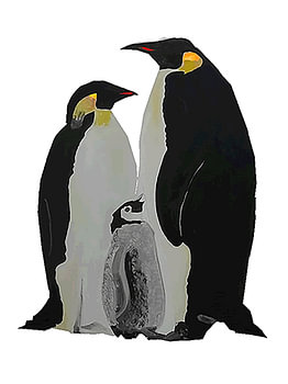 Pinquins echtpaar met jong