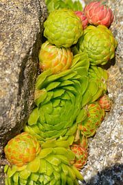 Hauswurzen sur Karin Jähne