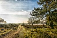 Heide bij Crailo