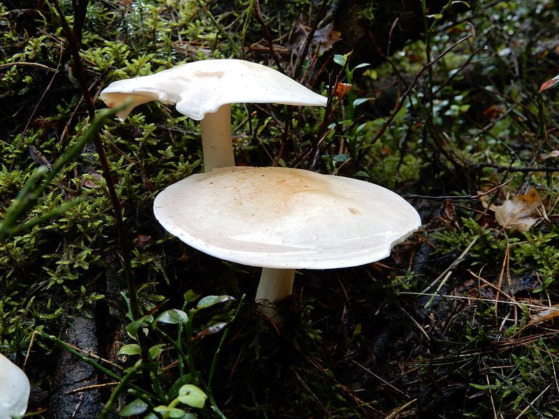 Witte paddestoel par Klaas Roos