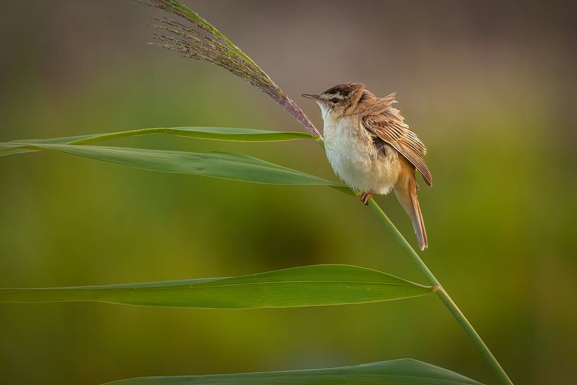 Kleine karekiet in het riet van Twan van den Hombergh