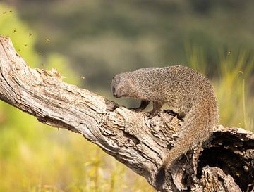 Mongoose by Rob Kempers