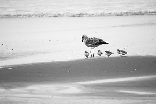 Meeuwen (tjes) op het strand