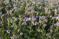 bijenvriend, tufted beauty, tansy phacelia, phacelia van Karina Gebert thumbnail
