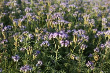 bijenvriend, tufted beauty, tansy phacelia, phacelia van Karina Gebert
