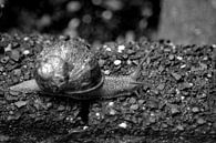 Schnecke (schwarz-weiß) von FotoGraaG Hanneke Miniaturansicht
