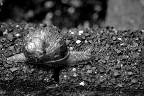 Escargot (noir et blanc)