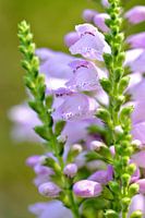 lila paarse kelk bloemen