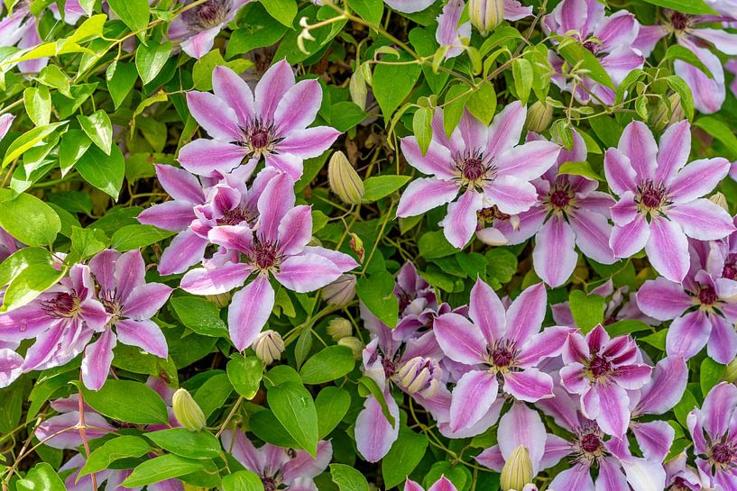 Flowering clematis by Achim Prill