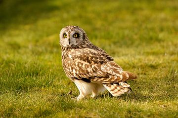 Short-eared owl on grass by Hans Hut