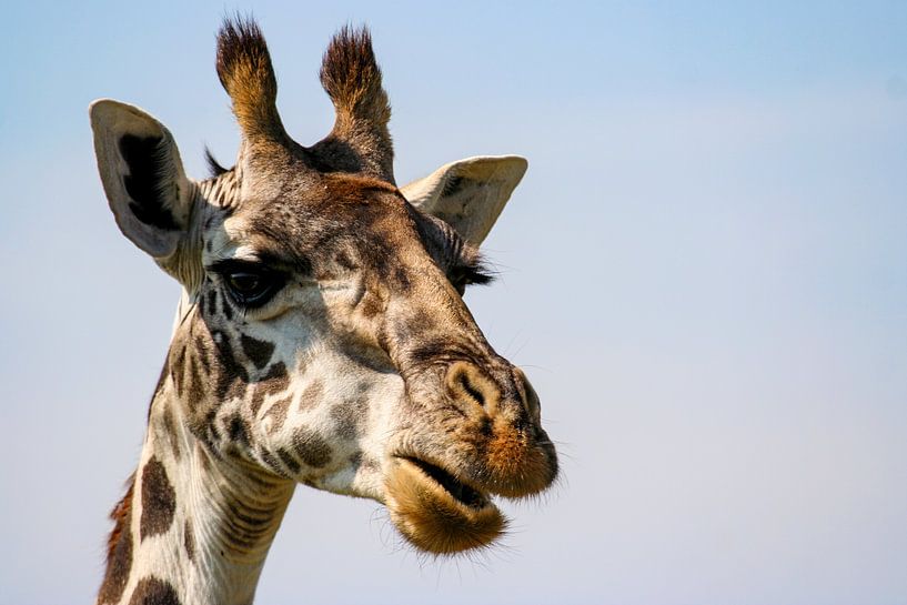 Portrait d'une girafe par Roland Brack